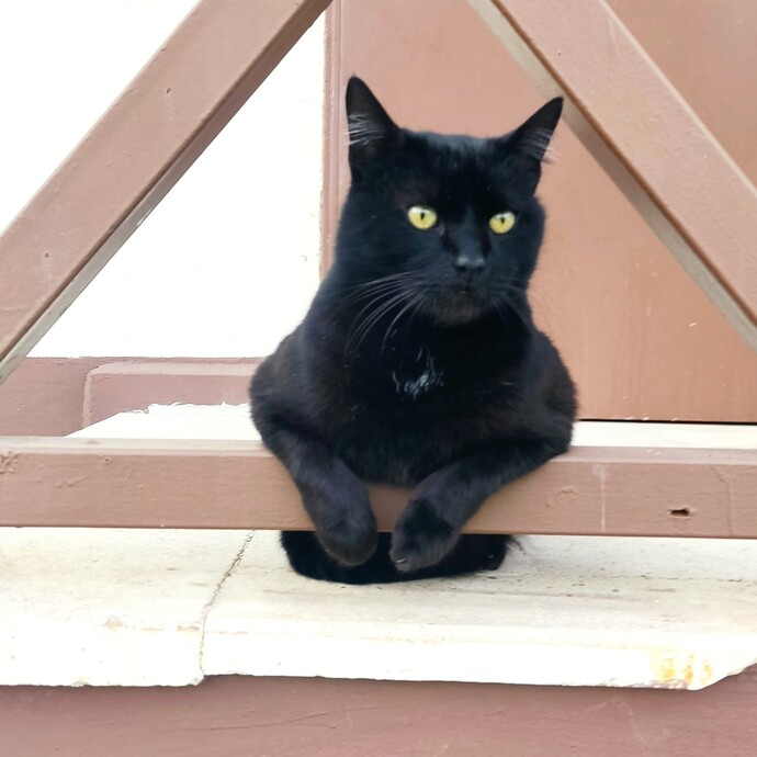 Kedi severler siyah kediii?