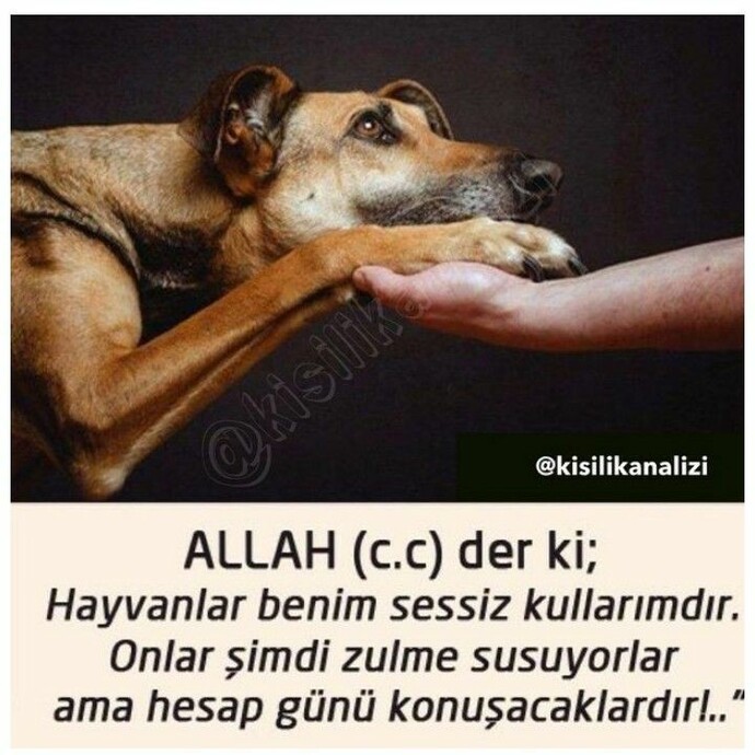 Kimi insanlar neden hayvanlara zulüm eder?