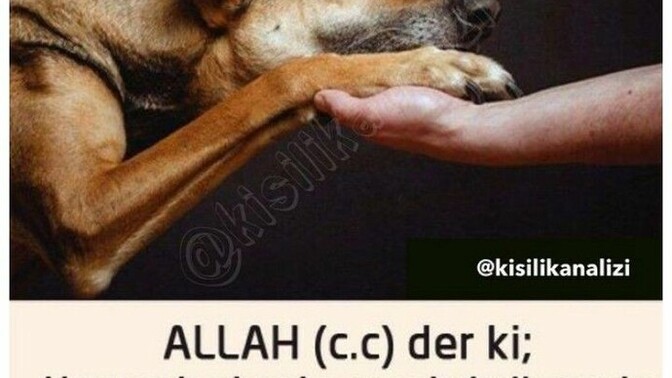 Kimi insanlar neden hayvanlara zulüm eder?
