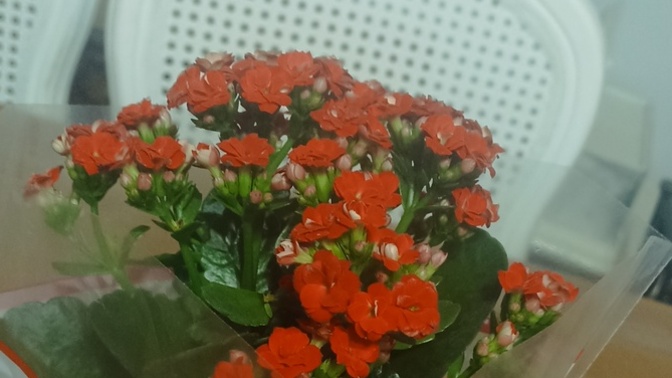 Doğum gününüze yakın zamanda çiçek isteyip aldirdiniz mi?
