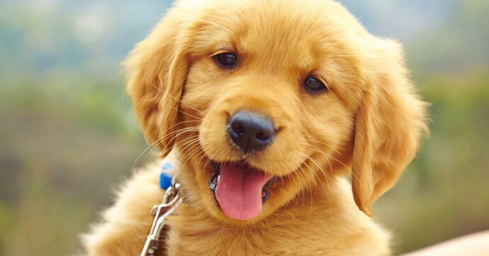 Köpeğiniz olsun ister miydiniz?