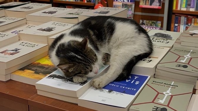Bağımlılıkla bağlılık arasındaki fark nedir sizce?