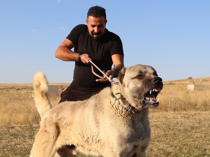 Dünyada ki en güçlü hayvanın Kangal Köpeği olması bazı insanları, neden rahatsız ediyor?