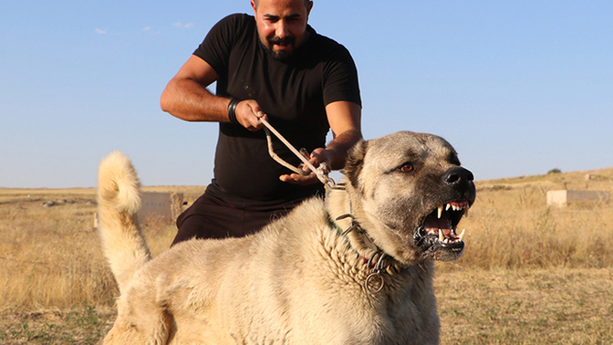 Dünyada ki en güçlü hayvanın Kangal Köpeği olması bazı insanları, neden rahatsız ediyor?