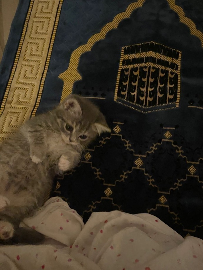 Kedileri sever misinn?