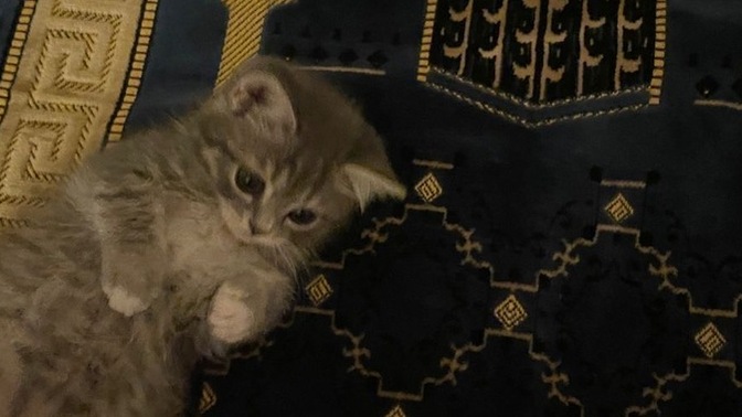 Kedileri sever misinn?