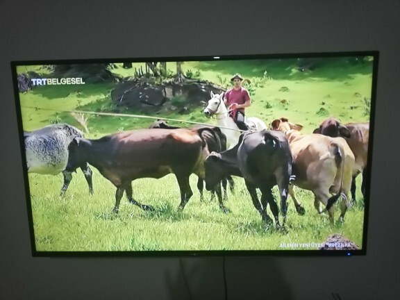 Belgesel programları izlemeyi sever misiniz?