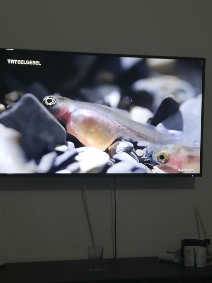 Belgesel programları izlemeyi sever misiniz?