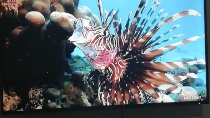 Belgesel programları izlemeyi sever misiniz?