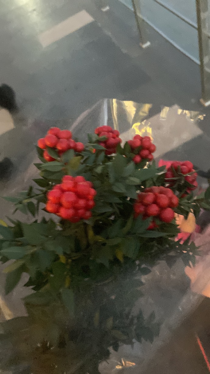 Yılbaşı geliyor, kokina çiçeği alacak mısınız 🌹🌿?