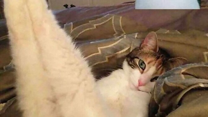 Sevgilinizle görüntülü konuşurken uyuya kalsanız, uyandığınızda sizi izlediği düşüncesi sizi utandırır mı, hoşunuza mı gider?