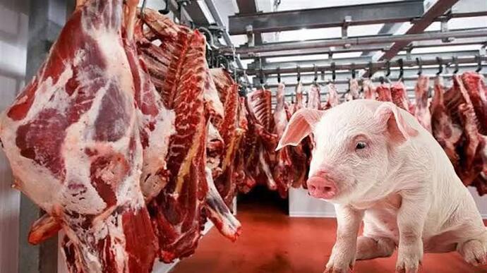 Domuz eti yer misin? 🐷 ?