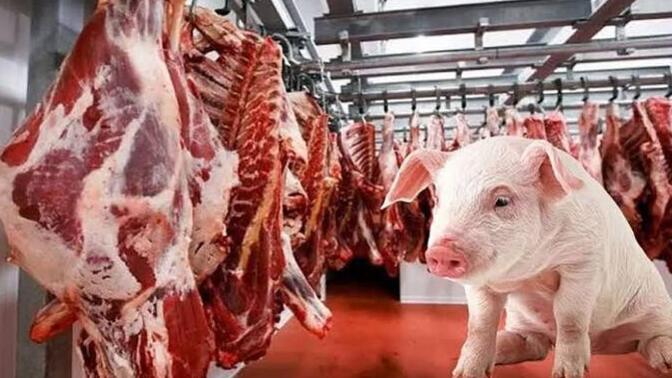 Domuz eti yer misin? 🐷 ?