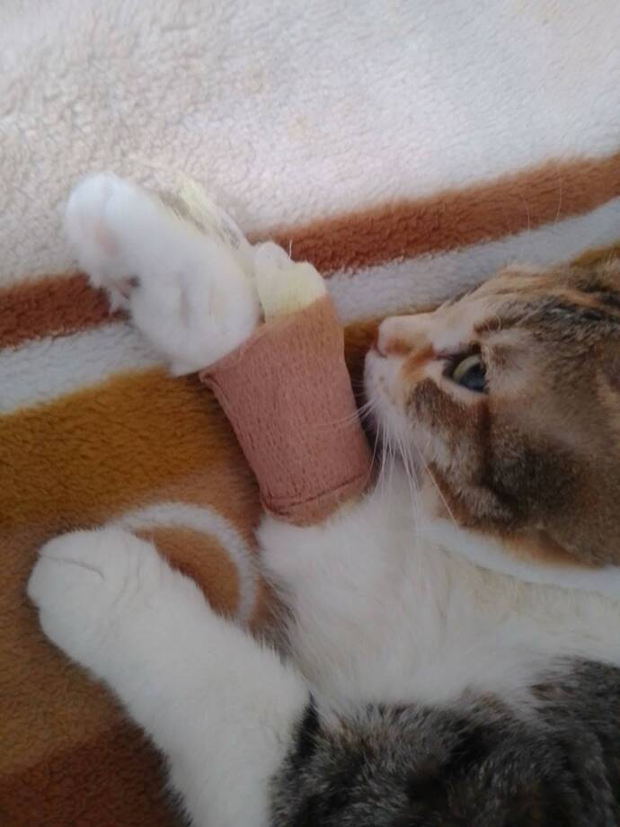 Kediniz öldüğünde eğer ona benzeyen bir kedi alır mısınız?