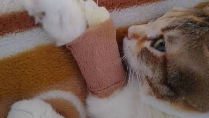 Kediniz öldüğünde eğer ona benzeyen bir kedi alır mısınız?
