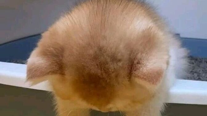 Bu saatte sufle yapıp yesem pişman olur muyum acaba?