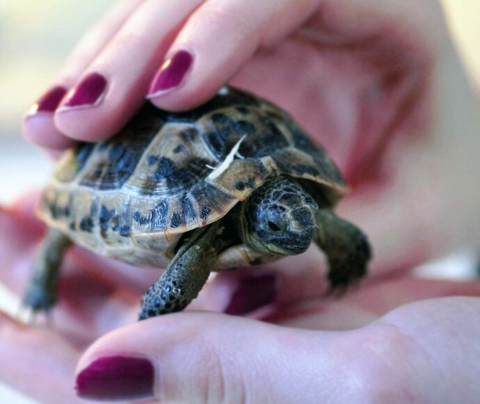 Evcil hayvan besleyecek olsanız, hangisini tercih ederdiniz?