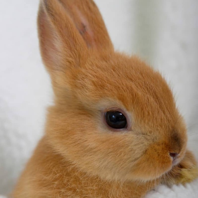 Evcil hayvan besleyecek olsanız, hangisini tercih ederdiniz?