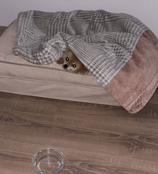 Kedi 🐱 ve köpek 🐶 gibi birbiriyle didişip duran burçlar hangisi?