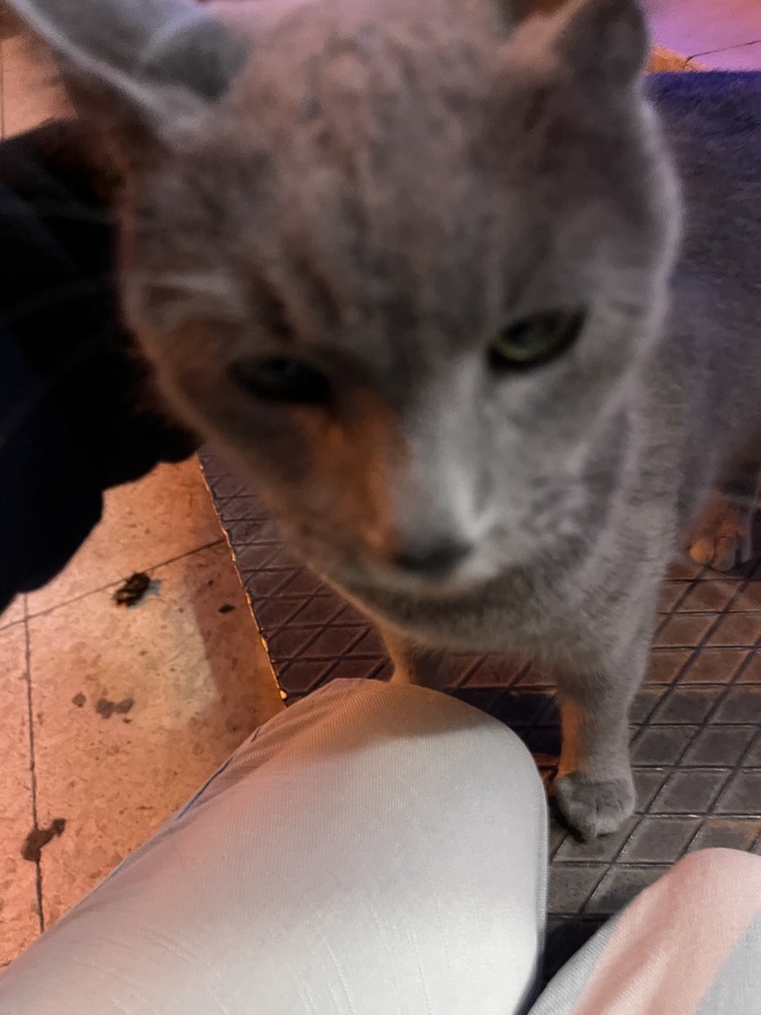 Sokakta bir evcil kedi buldum çok üzüldüm 😔bakamadın tamam da neden sokağa attın😡 ?