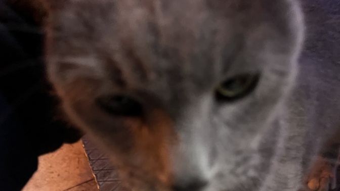 Sokakta bir evcil kedi buldum çok üzüldüm 😔bakamadın tamam da neden sokağa attın😡 ?