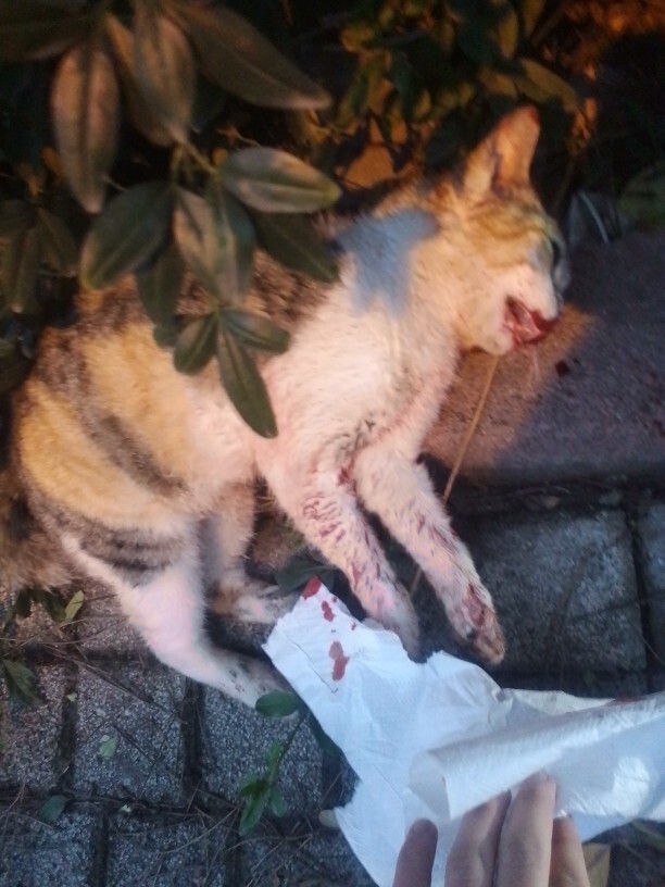 Baktığım Sokak Kedisini Öldürmüşler. Ne Yapmalıyım?