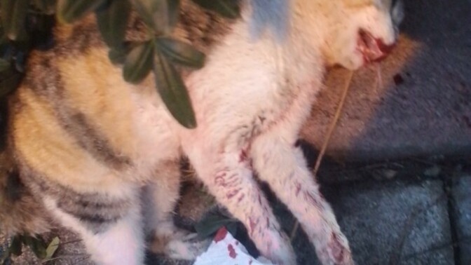 Baktığım Sokak Kedisini Öldürmüşler. Ne Yapmalıyım?