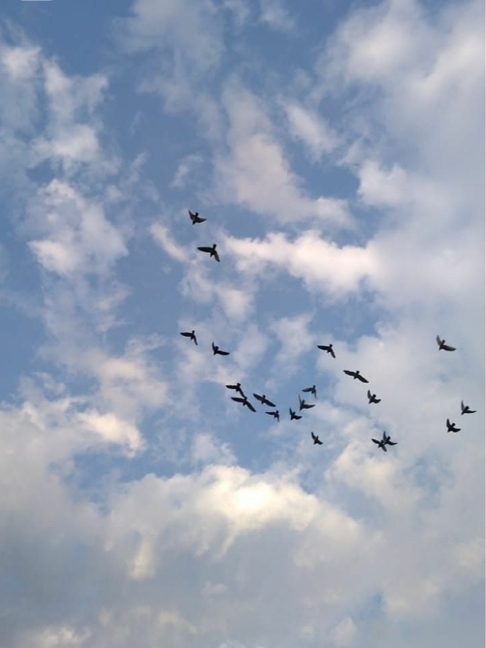 Sizin için huzurun yerine geçebilecek bir kelime var mı🕊 ?