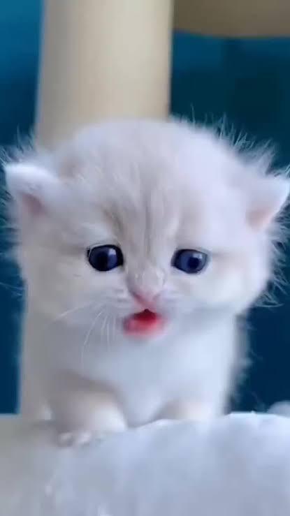 #gecefısıltısı