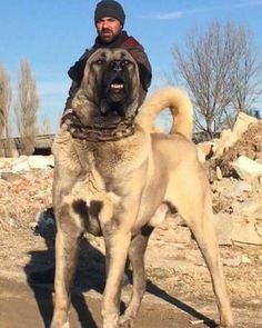 Kangal mı, Aslan mı. Ölümüne dövüşseler bu maçı kim alır?