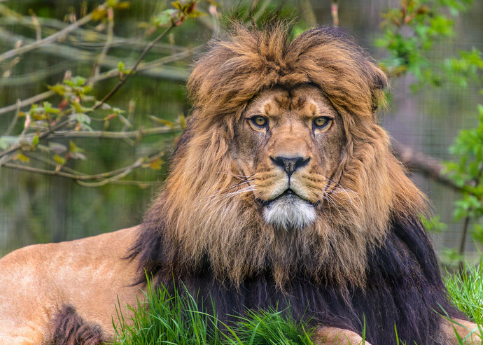 Kangal mı, Aslan mı. Ölümüne dövüşseler bu maçı kim alır?