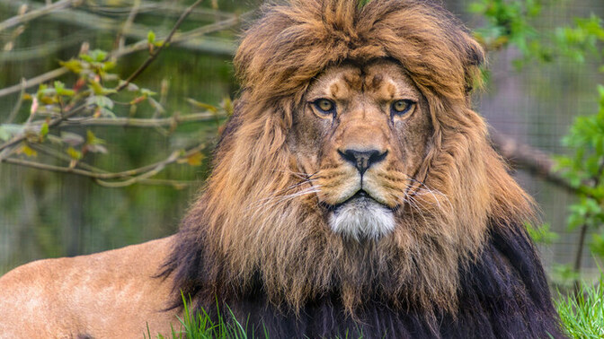 Kangal mı, Aslan mı. Ölümüne dövüşseler bu maçı kim alır?