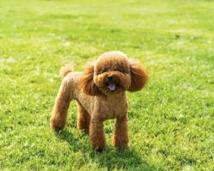 Bir köpeğiniz olmasını isteseydiniz bu hangi cins olurdu? Ya da hangisi var?