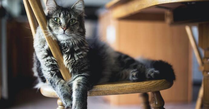 Kedi sevgisi bir test mi? Geçemeyenlerden şüphelenmeli miyiz?