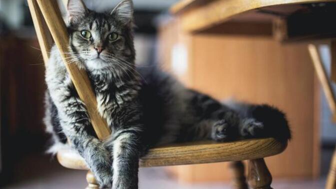 Kedi sevgisi bir test mi? Geçemeyenlerden şüphelenmeli miyiz?