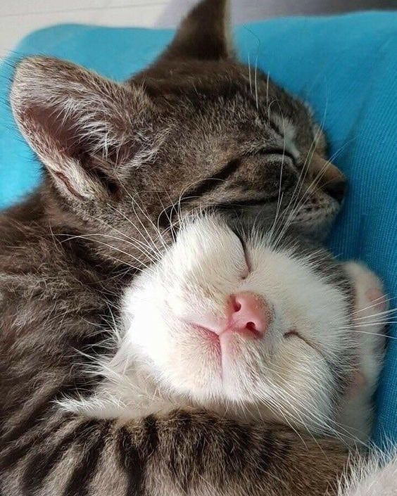 Hangisi sahiplenilmeli: Sokak kedisi mi, cins kedi mi?