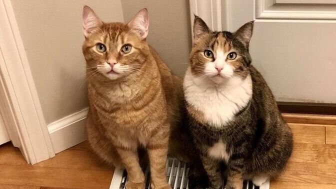 Hangisi sahiplenilmeli: Sokak kedisi mi, cins kedi mi?