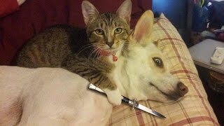 Kedi severlerden misiniz, köpek severlerden misiniz?
