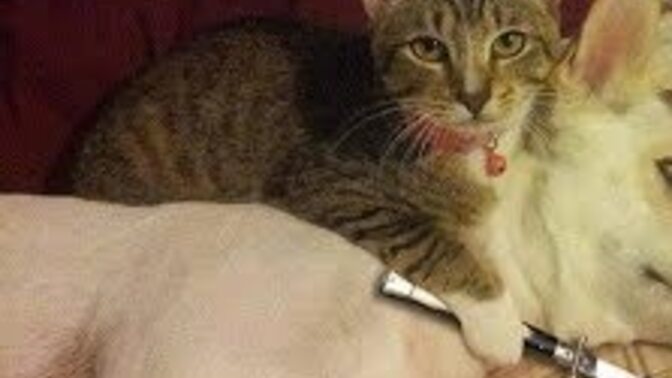 Kedi severlerden misiniz, köpek severlerden misiniz?