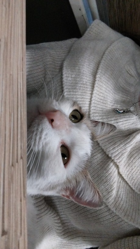 Sokak hayvanlarini besliyor musunuz 🙂?