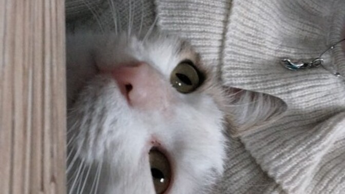 Sokak hayvanlarini besliyor musunuz 🙂?