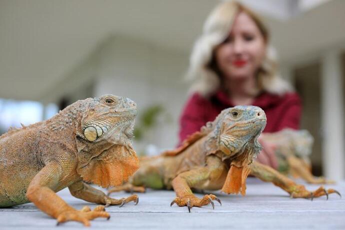 Kedi besleyen erkek mi, yoksa iguana besleyen kadın mı daha çekicidir?