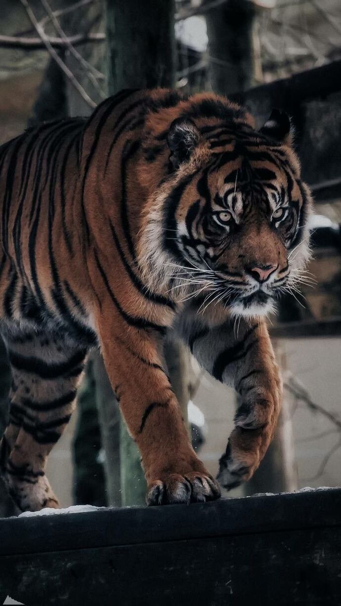 En sevdiğiniz yırtıcı hayvan hangisi?