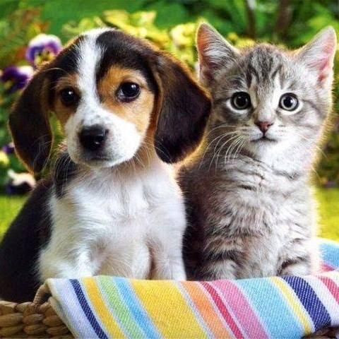 Herhangi bir hayvan arkadaşınız olsaydı, sadık bir köpeğiniz mi yoksa zeki bir kediniz mi olmasını tercih ederdiniz?