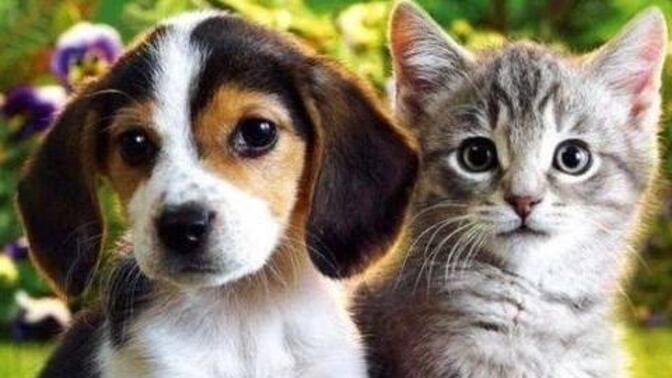 Herhangi bir hayvan arkadaşınız olsaydı, sadık bir köpeğiniz mi yoksa zeki bir kediniz mi olmasını tercih ederdiniz?