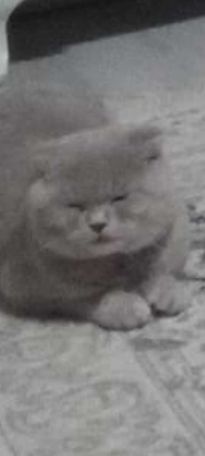 Kedim çok tatlı değil miiiiii?