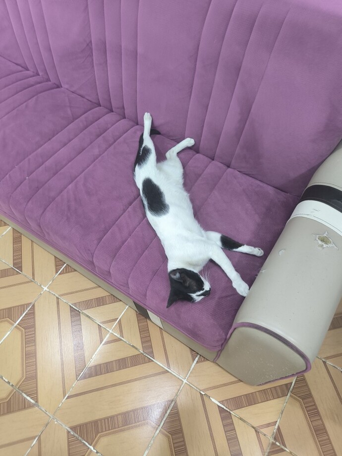 Hayatta kedi olmak dahami iyi olurdu?