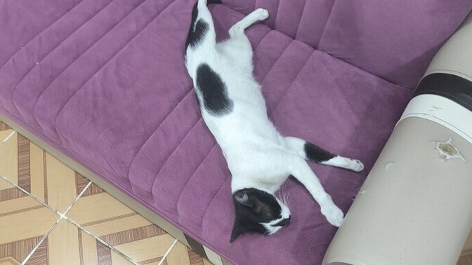 Hayatta kedi olmak dahami iyi olurdu?
