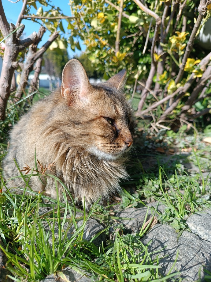 Bu kedi fotoğrafına veya kedinin kendisine 10 üzerinden kaç puan verirsiniz?