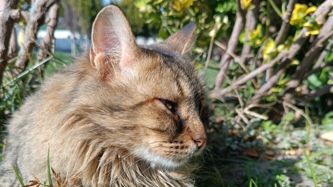 Bu kedi fotoğrafına veya kedinin kendisine 10 üzerinden kaç puan verirsiniz?
